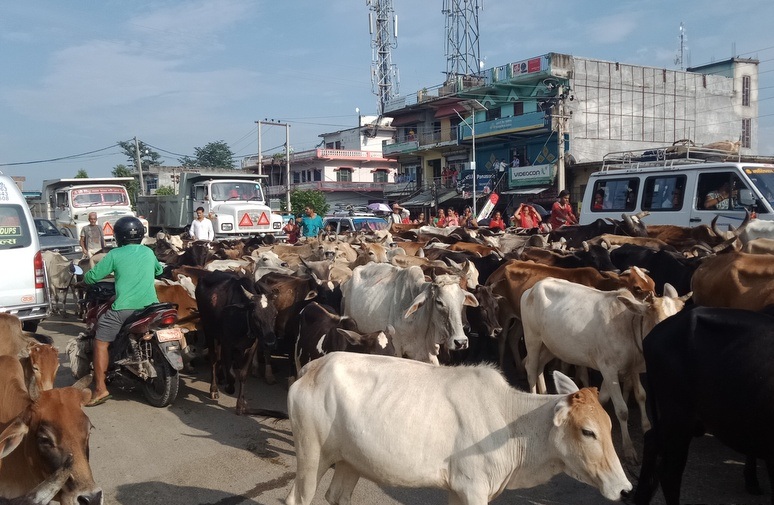 छाडा चौपाया व्यवस्थापनः लाखौं खर्च, समस्या उस्तै